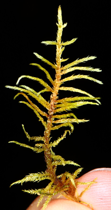Helodium paludosum